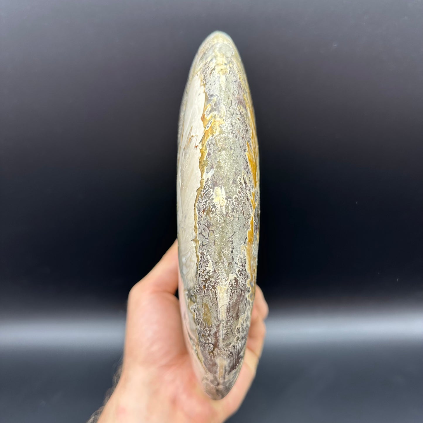 Cleoniceras Ammonite Fossil With Stand - Cretaceous Ammonite Madagascar