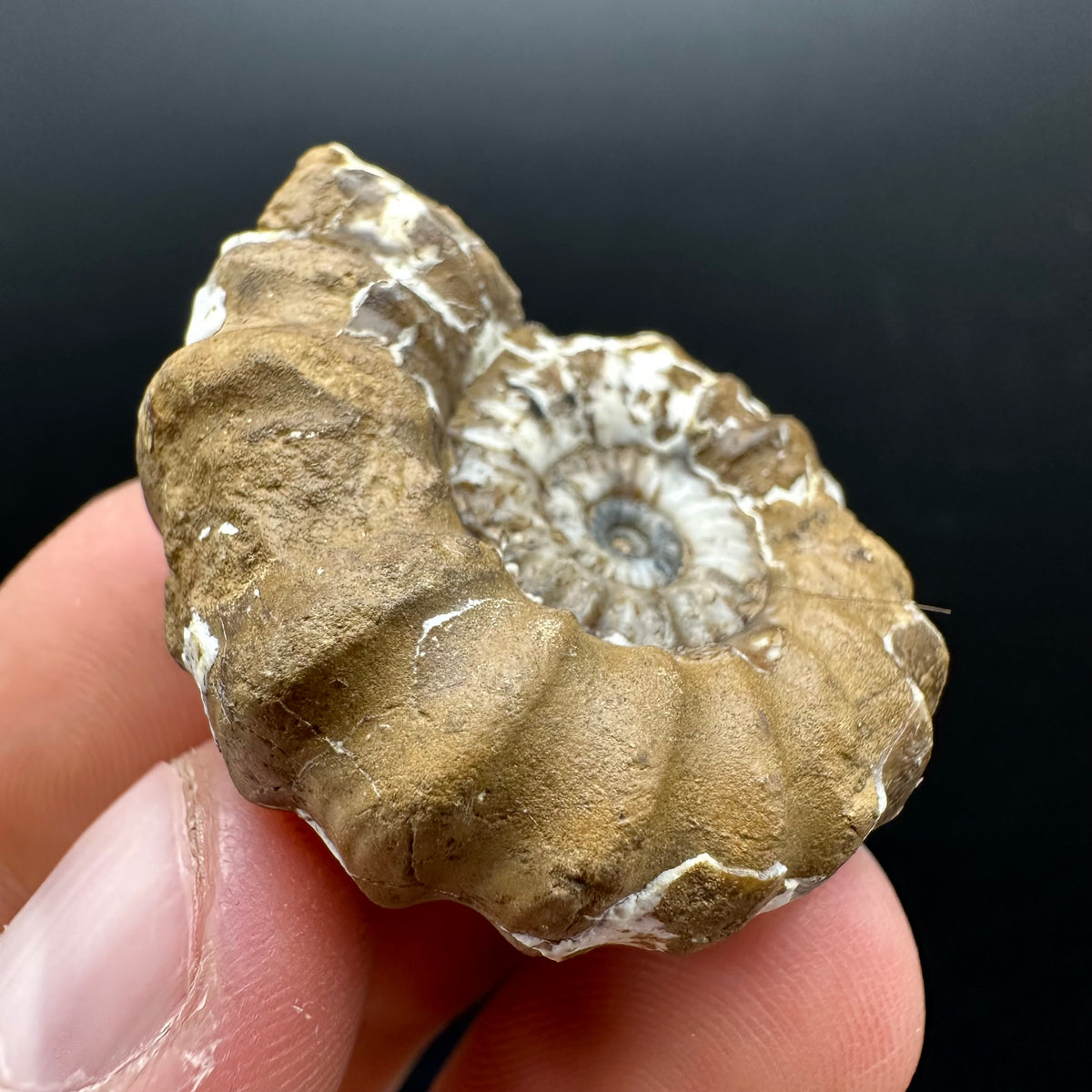 Androgynoceras capricornus Ammonite Fossil With Stand - Whitby, North Yorkshire Jurassic Coast Yorkshire Fossils