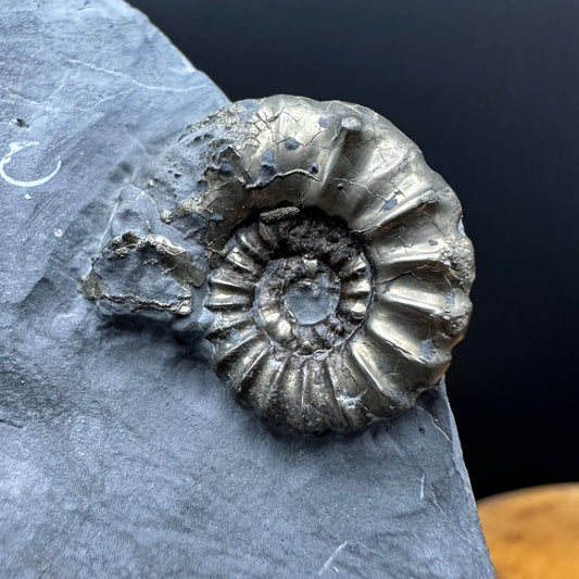 Golden Xipheroceras Ammonite shell fossil with box and stand - Whitby, North Yorkshire Jurassic Coast Yorkshire Fossils