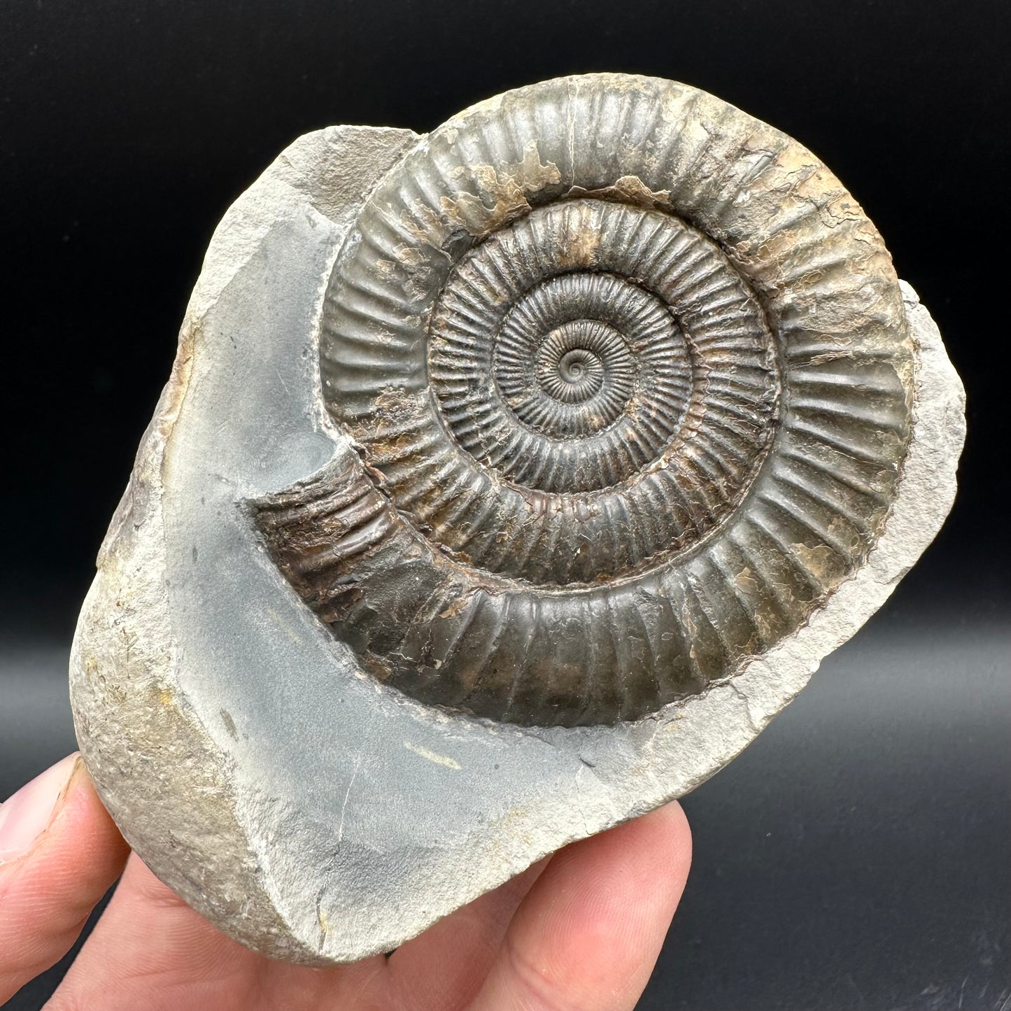 Dactylioceras Ammonite nodule (split pair) Fossil With Stand - Whitby, North Yorkshire Jurassic Coast Yorkshire Fossils