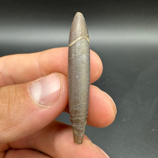 Hibolite (Fossil Squid) shell fossil with box and stand - Whitby, North Yorkshire Jurassic Coast Yorkshire Fossils