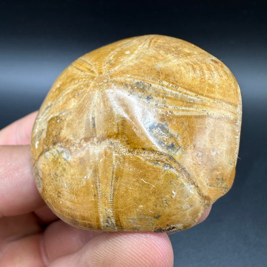 Holectypus Sea Urchin Fossil With Box And Stand - Middle Jurassic Madagascar