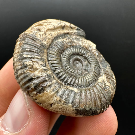 Snakestone Ammonite Fossil With Bag/Box And Stand - Whitby, North Yorkshire Jurassic Coast Yorkshire Fossils