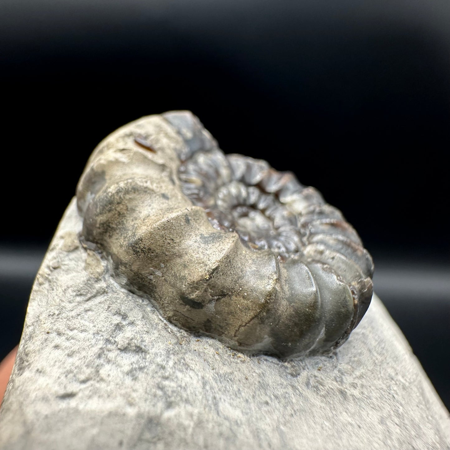 Androgynoceras maculatum ammonite fossil with gift box and stand - Whitby, North Yorkshire Jurassic Coast Yorkshire Fossils