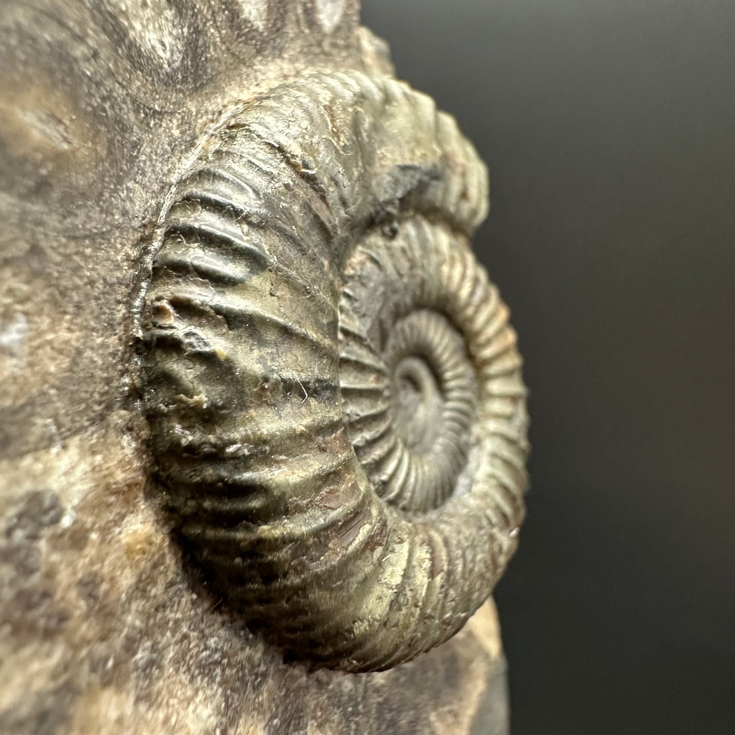 Dactylioceras Ammonite Fossil Gift Set - Whitby, North Yorkshire Jurassic Coast Yorkshire Fossils