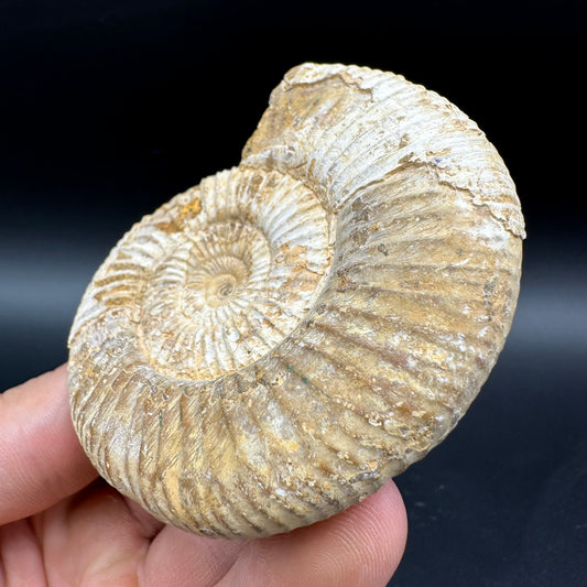 Dichotomosphinctes Ammonite Fossil With Box And Stand - Middle Jurassic Ammonite Madagascar