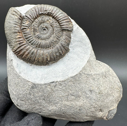 Dactylioceras Ammonite Fossil With Box And Stand - Whitby, North Yorkshire Jurassic Coast Yorkshire Fossils
