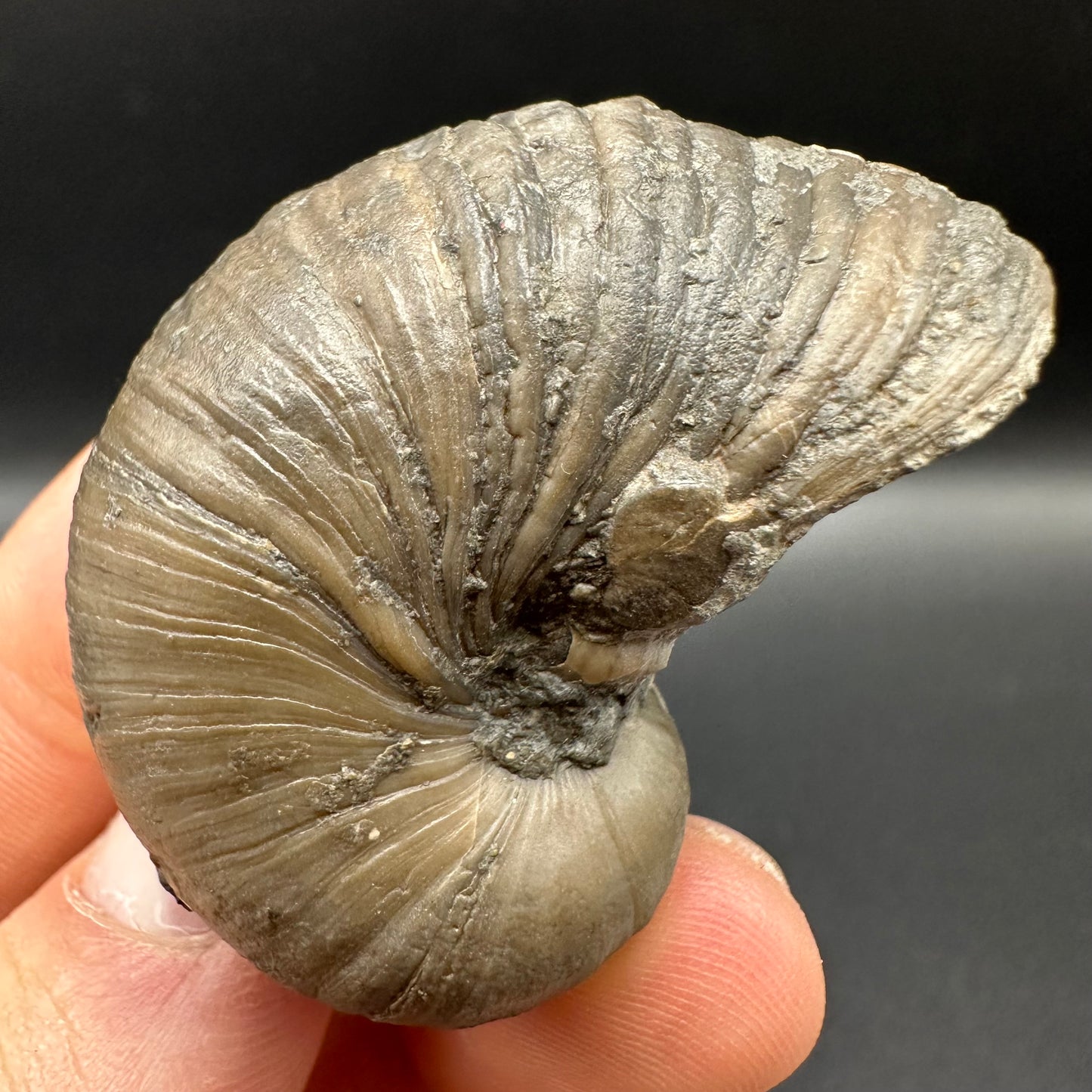 Gryphaea shell fossil with box and stand - Whitby, North Yorkshire, Jurassic Coast, Yorkshire Fossils found on the Jurassic Coast