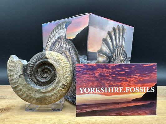 Golden Hildoceras lusitanicum Ammonite fossil with box and stand - Whitby, North Yorkshire, Jurassic Coast, Yorkshire Fossils from the Jurassic Coast