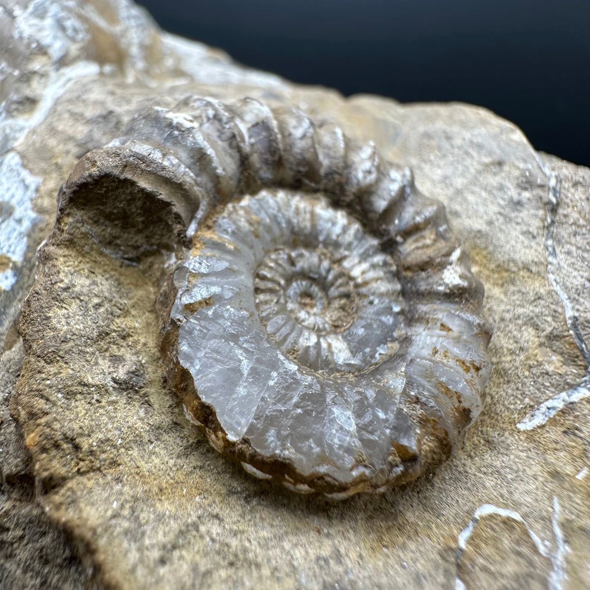 Androgynoceras capricornus Ammonite Fossil With Stand - Whitby, North Yorkshire Jurassic Coast Yorkshire Fossils