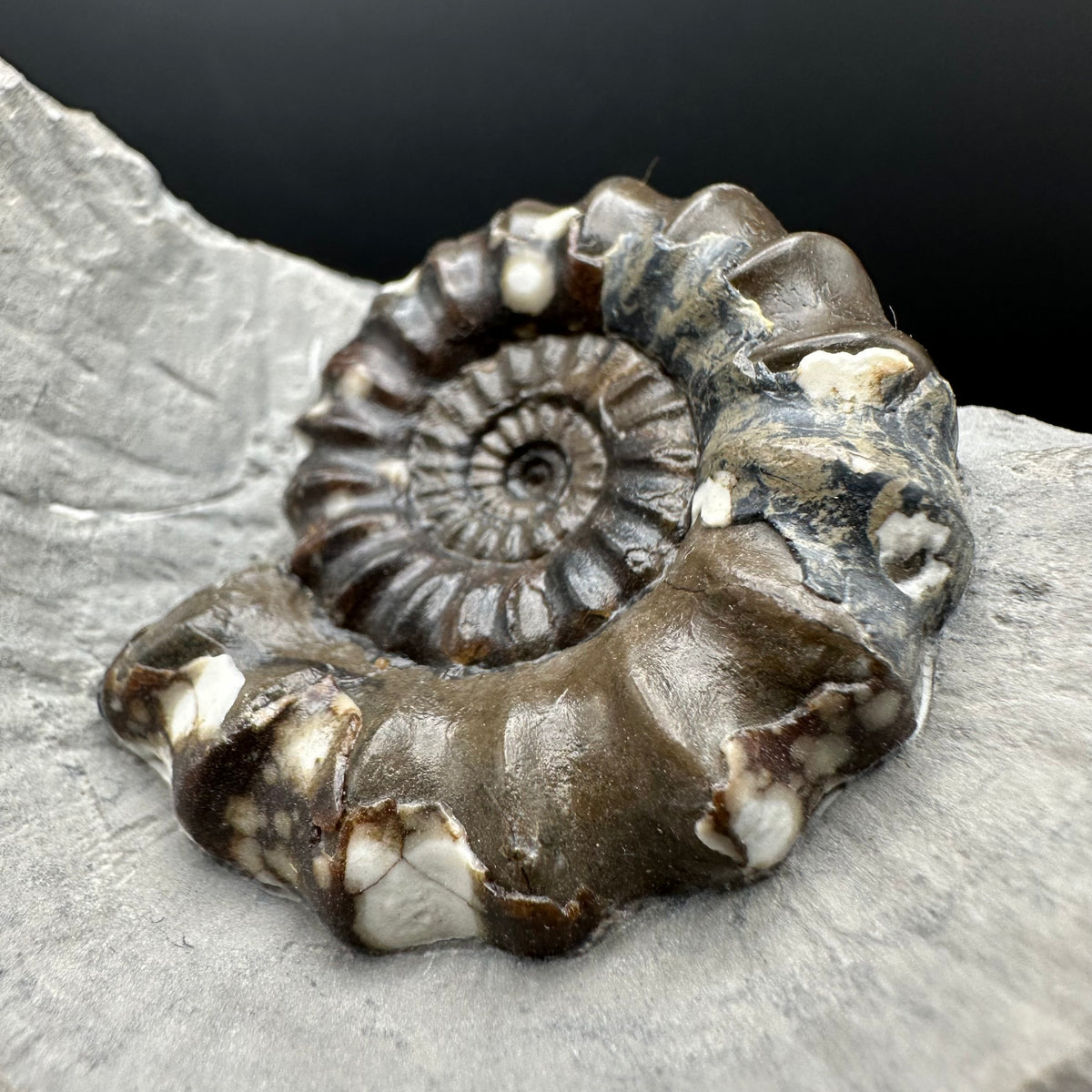 Androgynoceras maculatum ammonite fossil with stand - Whitby, North Yorkshire Jurassic Coast Yorkshire Fossils