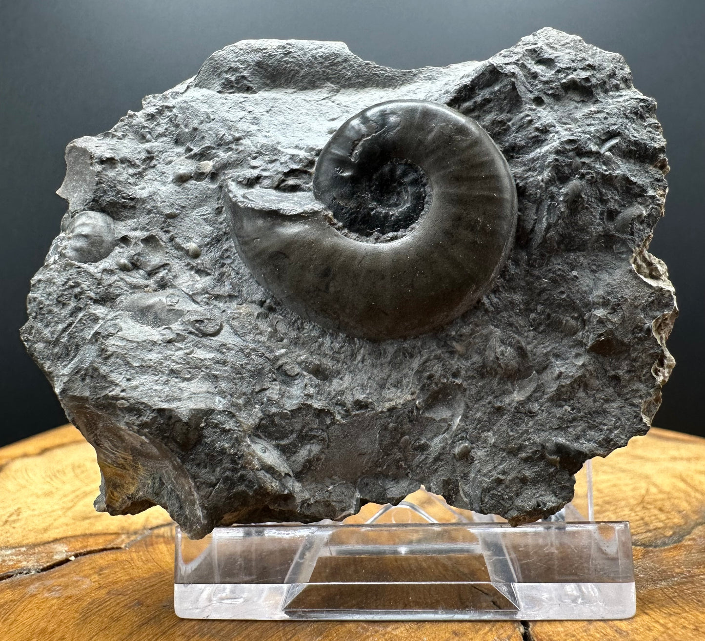 Agassiceras sp. ammonite fossil with box and stand - Whitby, North Yorkshire Jurassic Coast Yorkshire Fossils