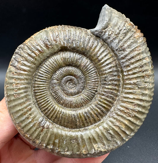 Dactylioceras Ammonite Fossil With Box And Stand - Whitby, North Yorkshire Jurassic Coast Yorkshire Fossils