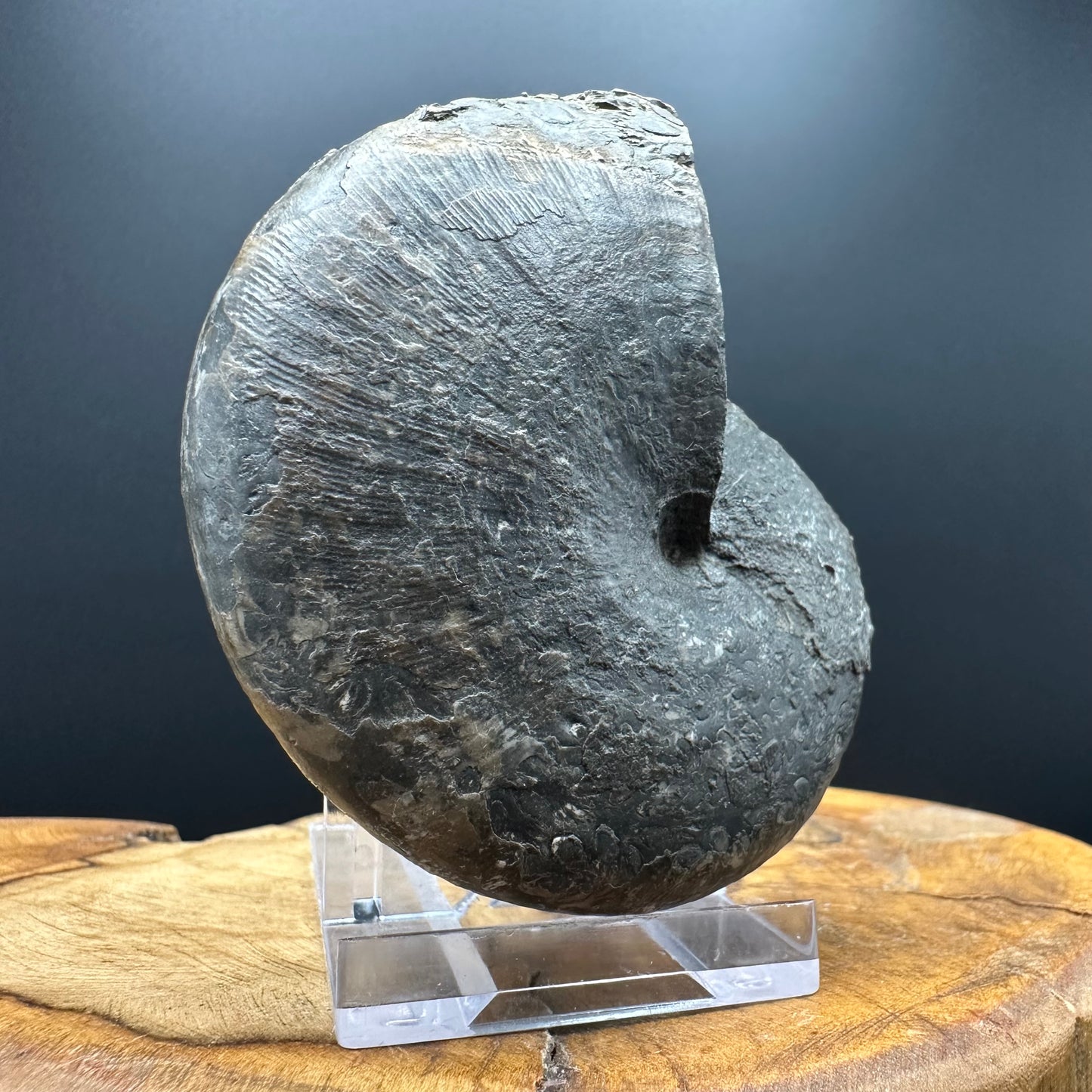Phylloceras ammonite fossil with box and stand - Whitby, North Yorkshire Jurassic Coast, Yorkshire fossils