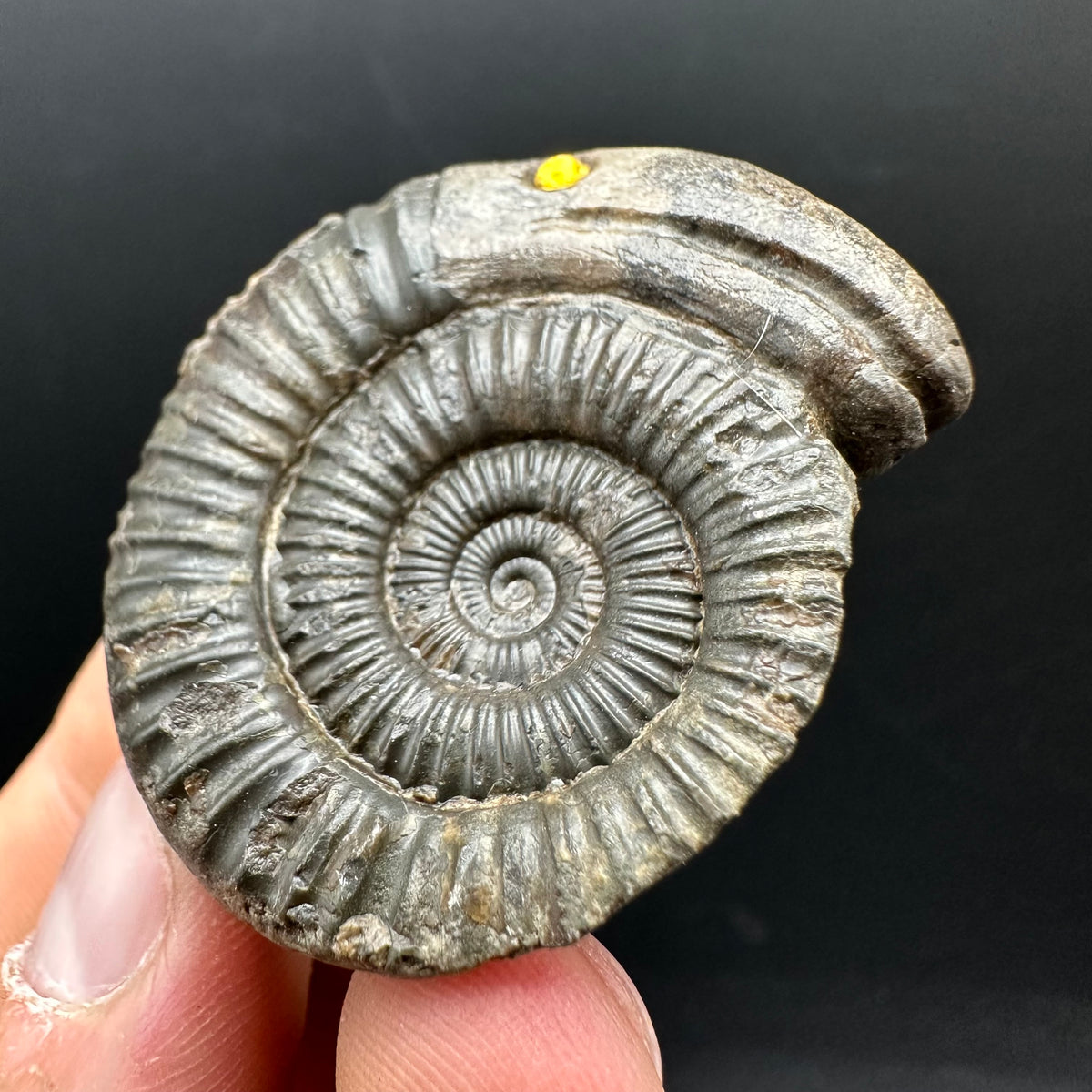Snakestone Ammonite Fossil With Bag/Box And Stand - Whitby, North Yorkshire Jurassic Coast Yorkshire Fossils