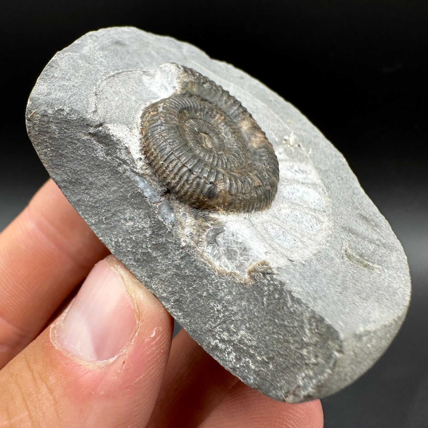 Dactylioceras Ammonite Fossil With Box And Stand - Whitby, North Yorkshire Jurassic Coast Yorkshire Fossils