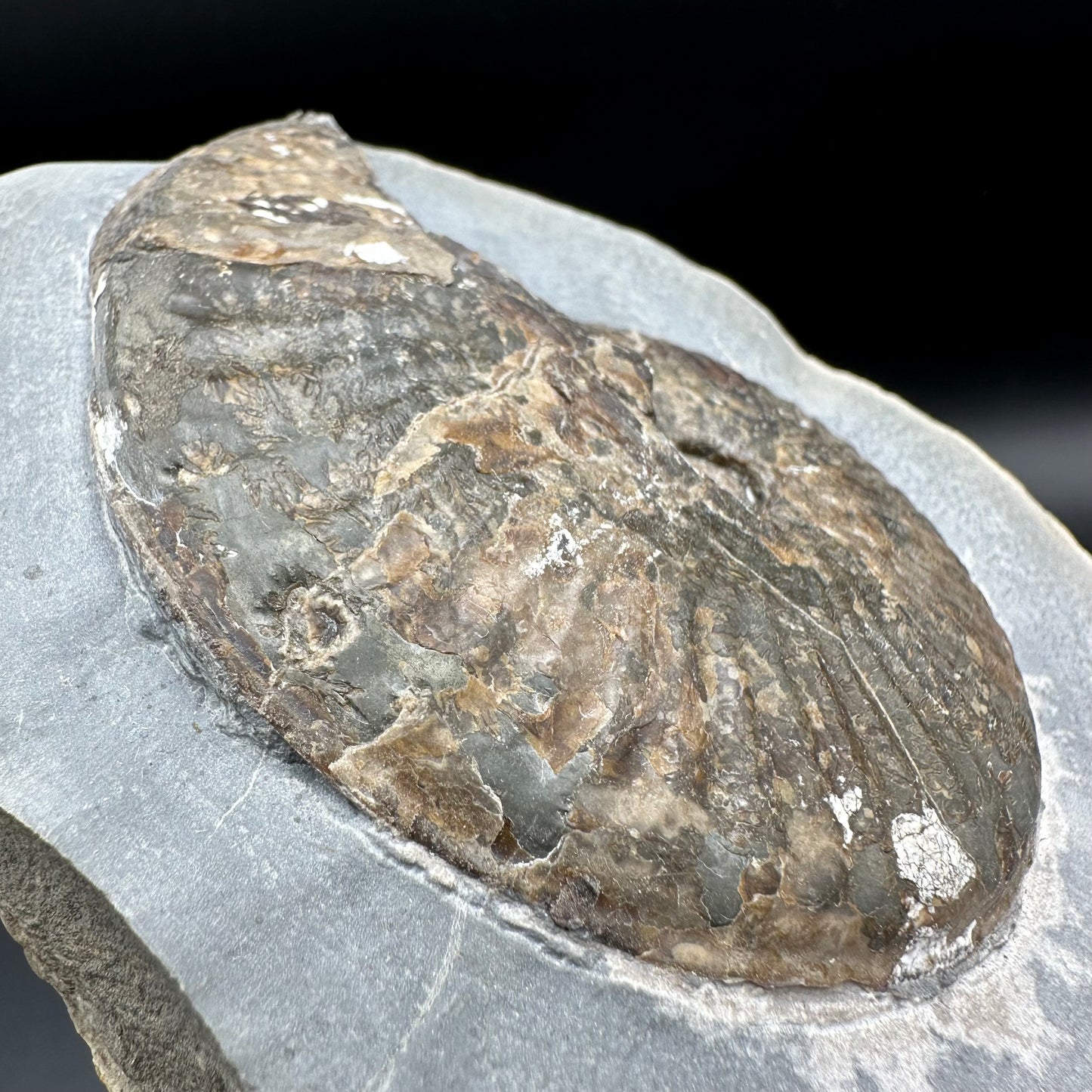 Pseudolioceras lythense ammonite fossil - Whitby, North Yorkshire, Yorkshire Fossils on the Jurassic Coast