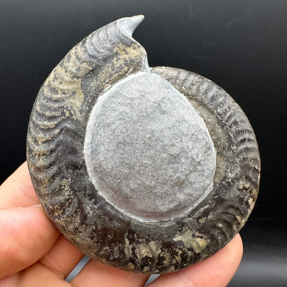 Hildoceras Bifrons Ammonite fossil with stand - Whitby, North Yorkshire Jurassic Coast, Yorkshire Fossils from the Jurassic Coast