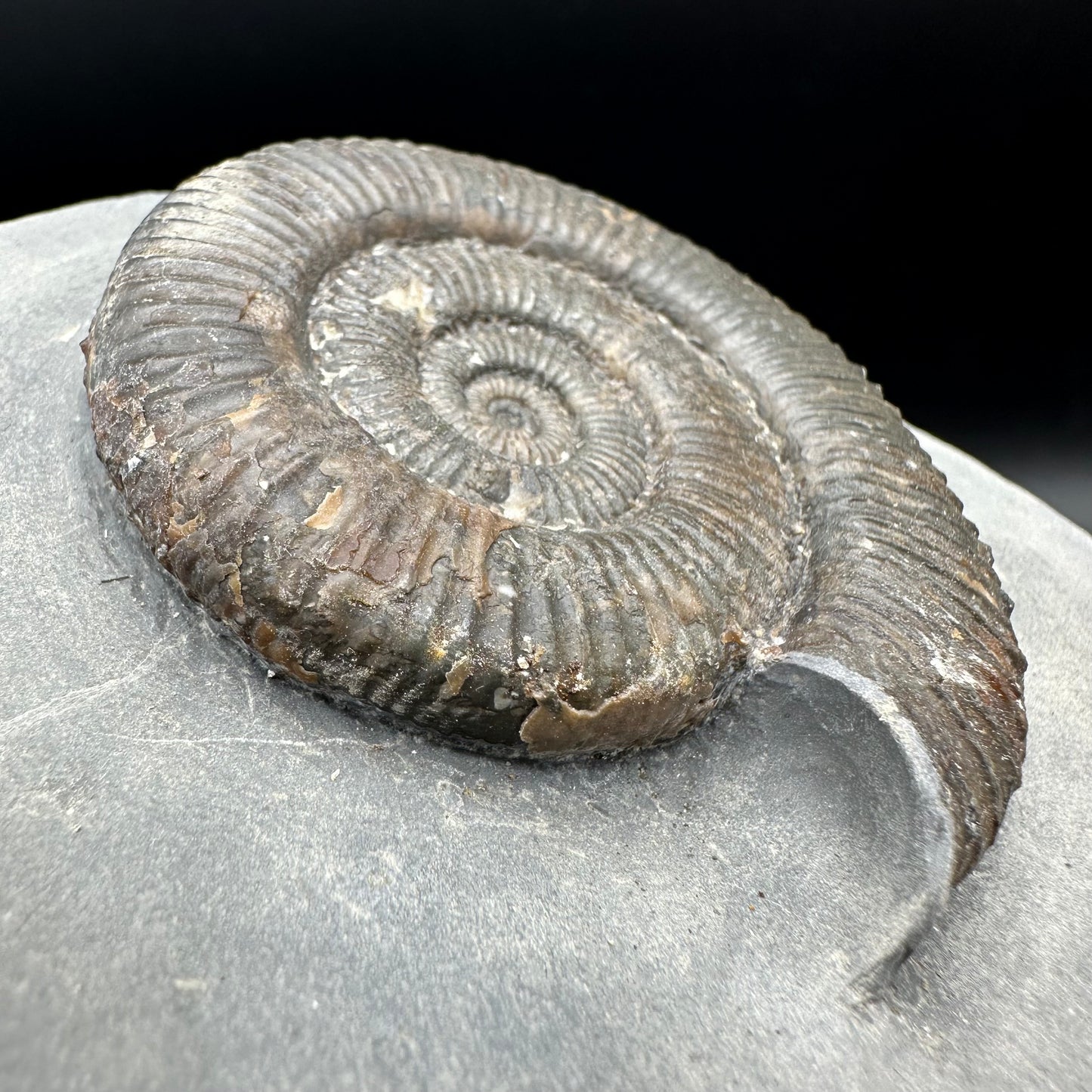 Zugodactylites ammonite fossil - Whitby, North Yorkshire Jurassic Coast, Yorkshire fossils