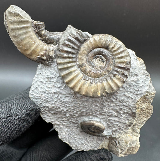 Arnioceras ammonite shell fossil with stand - Whitby, North Yorkshire Jurassic Coast Yorkshire Fossils