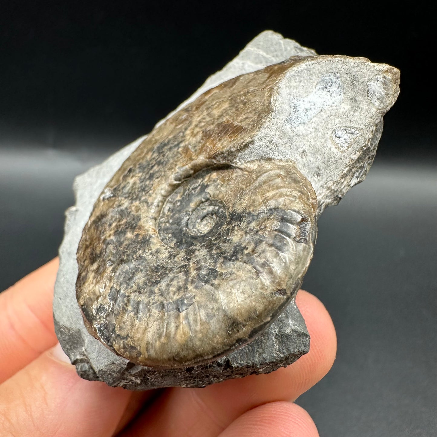 Harpoceras Sp. Ammonite fossil with box and stand - Whitby, North Yorkshire Jurassic Coast Yorkshire Fossils