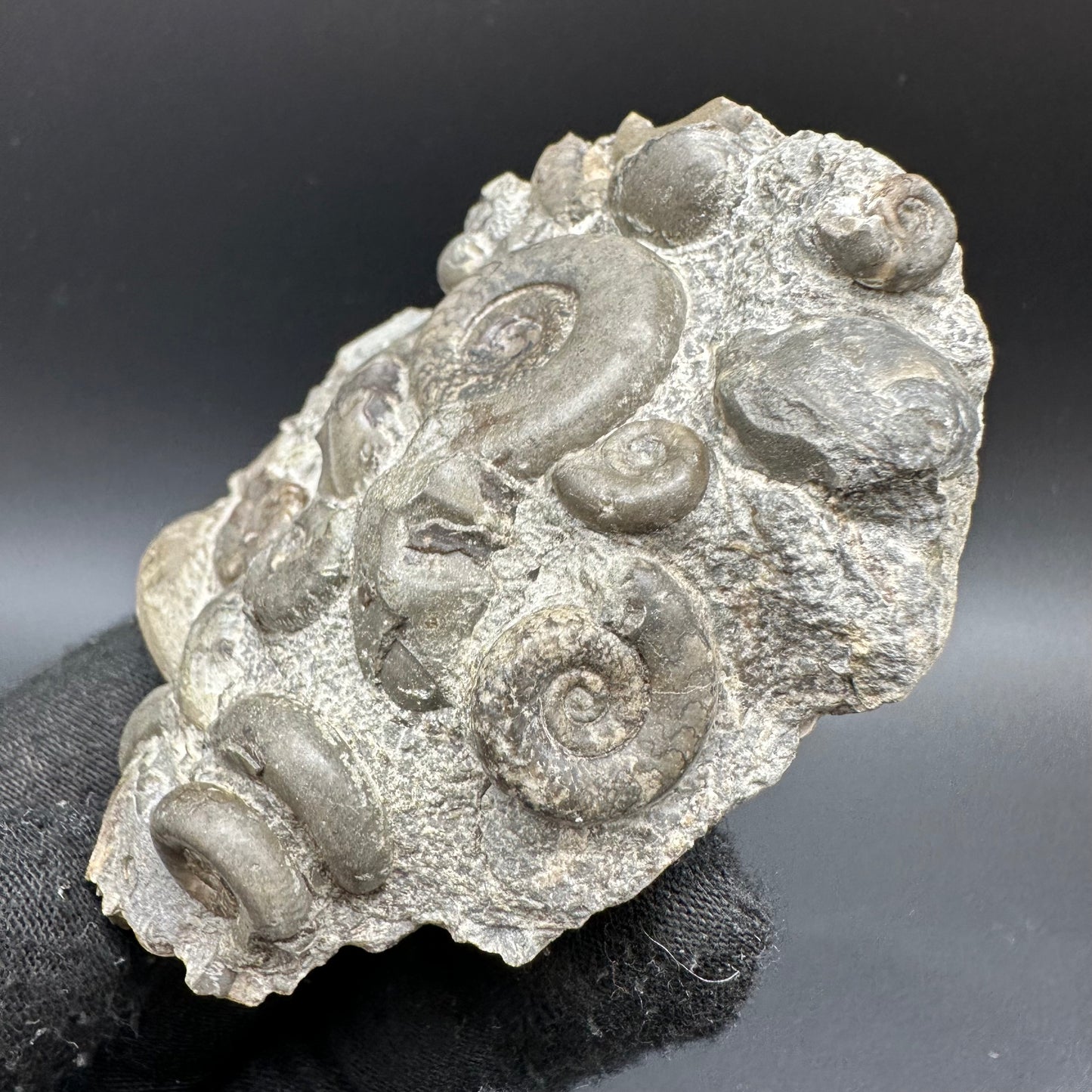 Psiloceras ammonite fossil with box and stand - Whitby, North Yorkshire Jurassic Coast, Yorkshire fossils