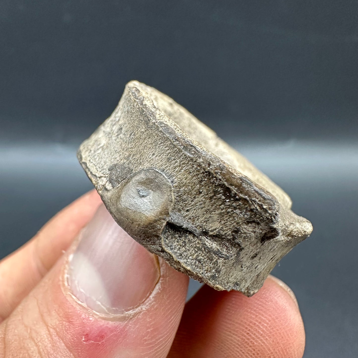 Ichthyosaur Vertebra fossil with box and stand - Whitby, North Yorkshire Jurassic Coast, Yorkshire fossils found on the Jurassic Coast