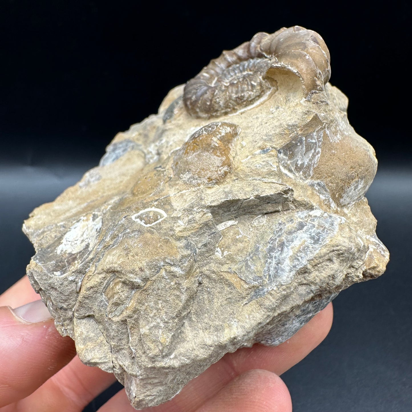 Androgynoceras capricornus Ammonite fossil with box and stand - Whitby, North Yorkshire Jurassic Coast Yorkshire Fossils