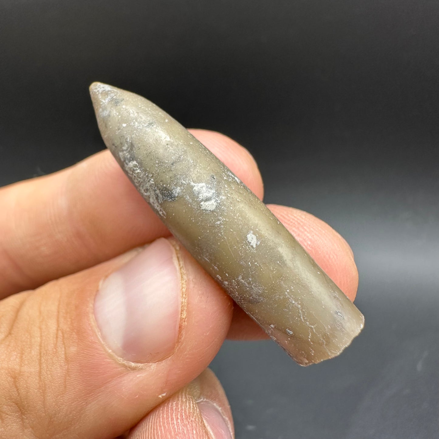 Belemnite (Fossil Squid) shell fossil - Whitby, North Yorkshire Jurassic Coast Yorkshire Fossils