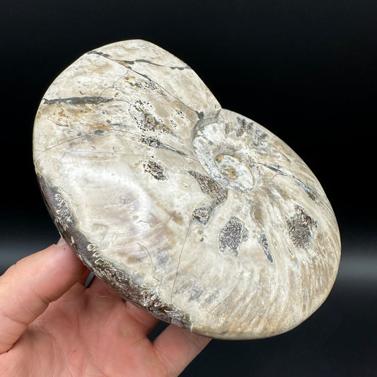 Cleoniceras Ammonite Fossil With Stand - Cretaceous Ammonite Madagascar