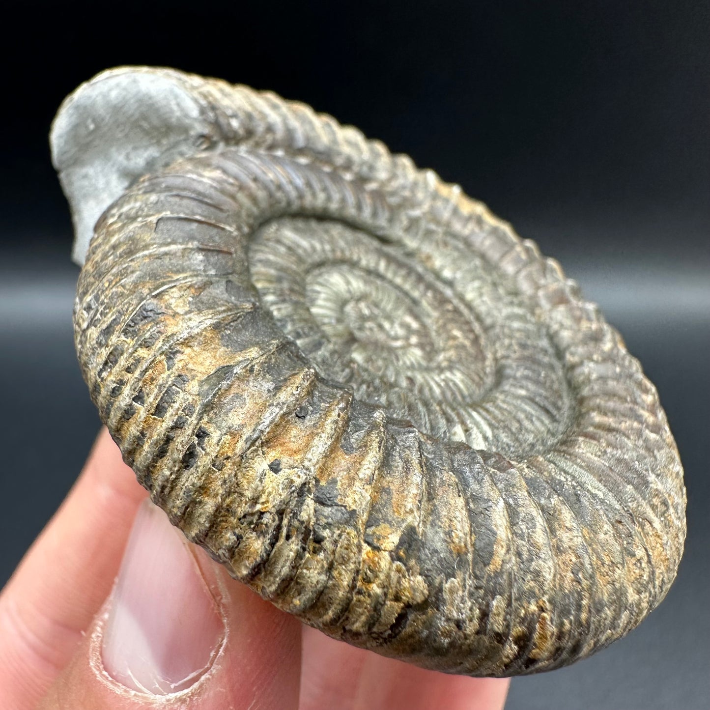 Dactylioceras Ammonite Fossil With Box And Stand - Whitby, North Yorkshire Jurassic Coast Yorkshire Fossils