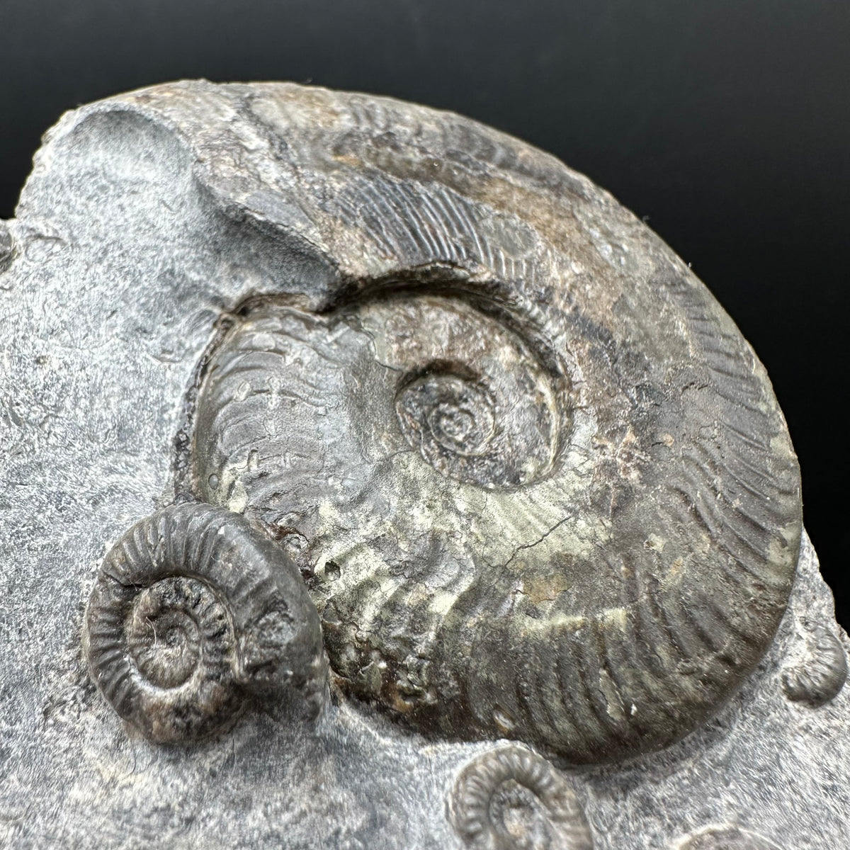 Harpoceras Sp. Ammonite fossil with stand - Whitby, North Yorkshire Jurassic Coast Yorkshire Fossils
