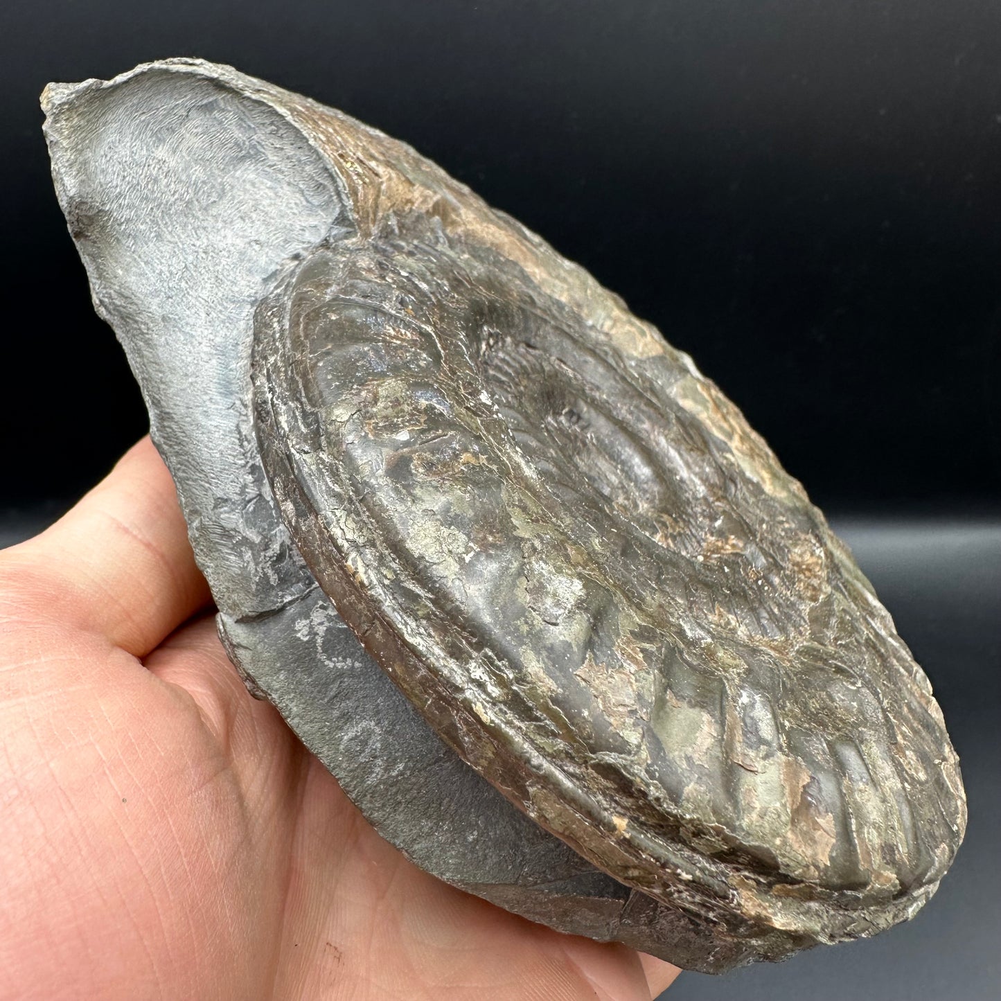 Hildoceras lusitanicum Ammonite fossil - Whitby, North Yorkshire, Jurassic Coast, Yorkshire Fossils from the Jurassic Coast