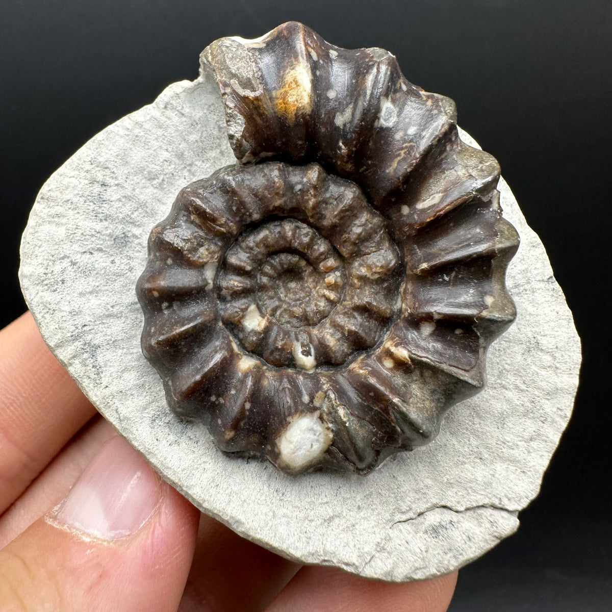 Androgynoceras maculatum ammonite fossil with box and stand - Whitby, North Yorkshire Jurassic Coast Yorkshire Fossils