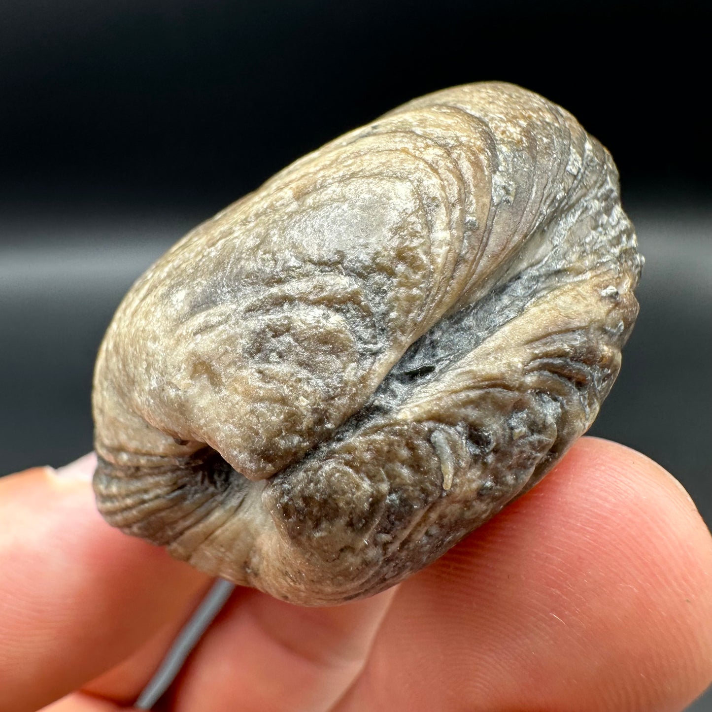 Shell fossil with tin and stand - Whitby, North Yorkshire, Jurassic Coast, Yorkshire Fossils