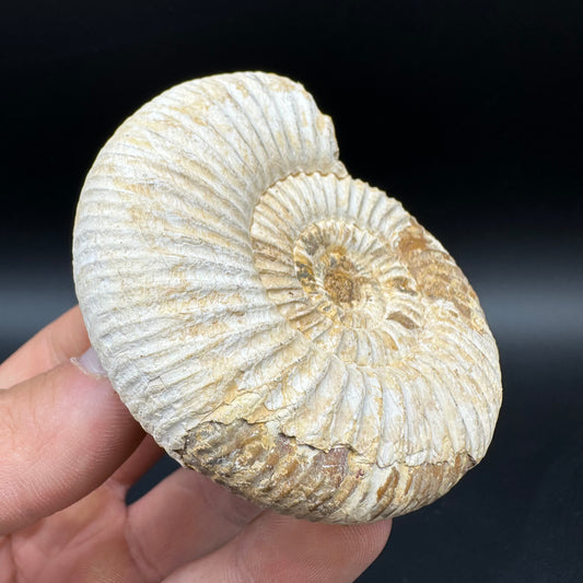 Dichotomosphinctes Ammonite Fossil With Box And Stand - Middle Jurassic Ammonite Madagascar