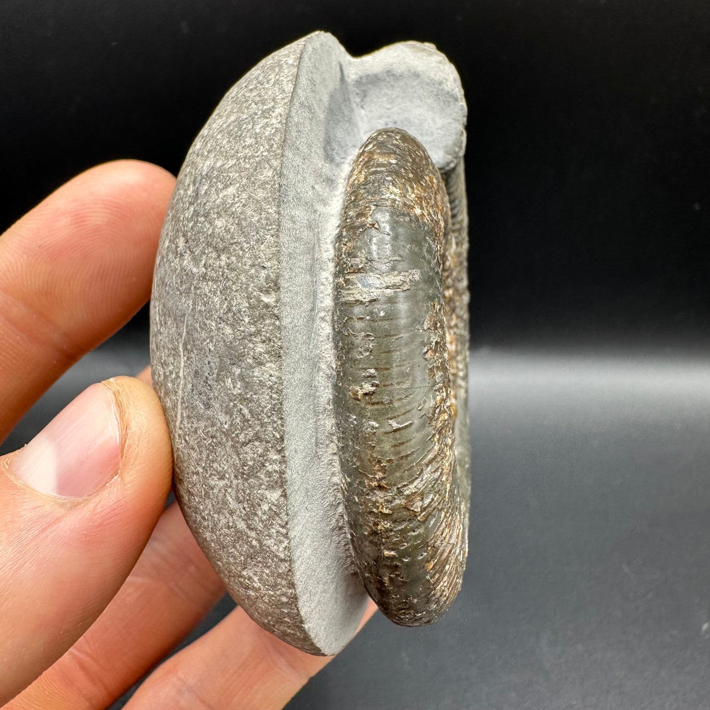 Dactylioceras semicelatum Ammonite fossil with box and stand - Whitby, North Yorkshire Jurassic Coast Yorkshire Fossils