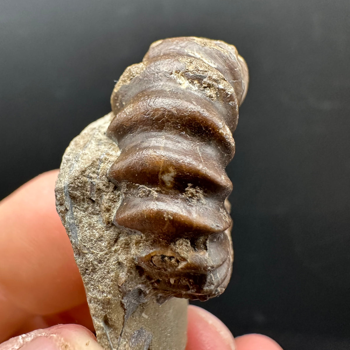 Androgynoceras capricornus Ammonite Fossil With Stand - Whitby, North Yorkshire Jurassic Coast Yorkshire Fossils