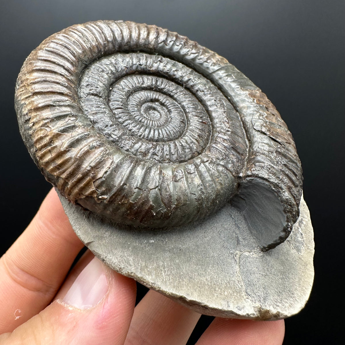 Dactylioceras Ammonite Fossil With box and Stand - Whitby, North Yorkshire Jurassic Coast Yorkshire Fossils