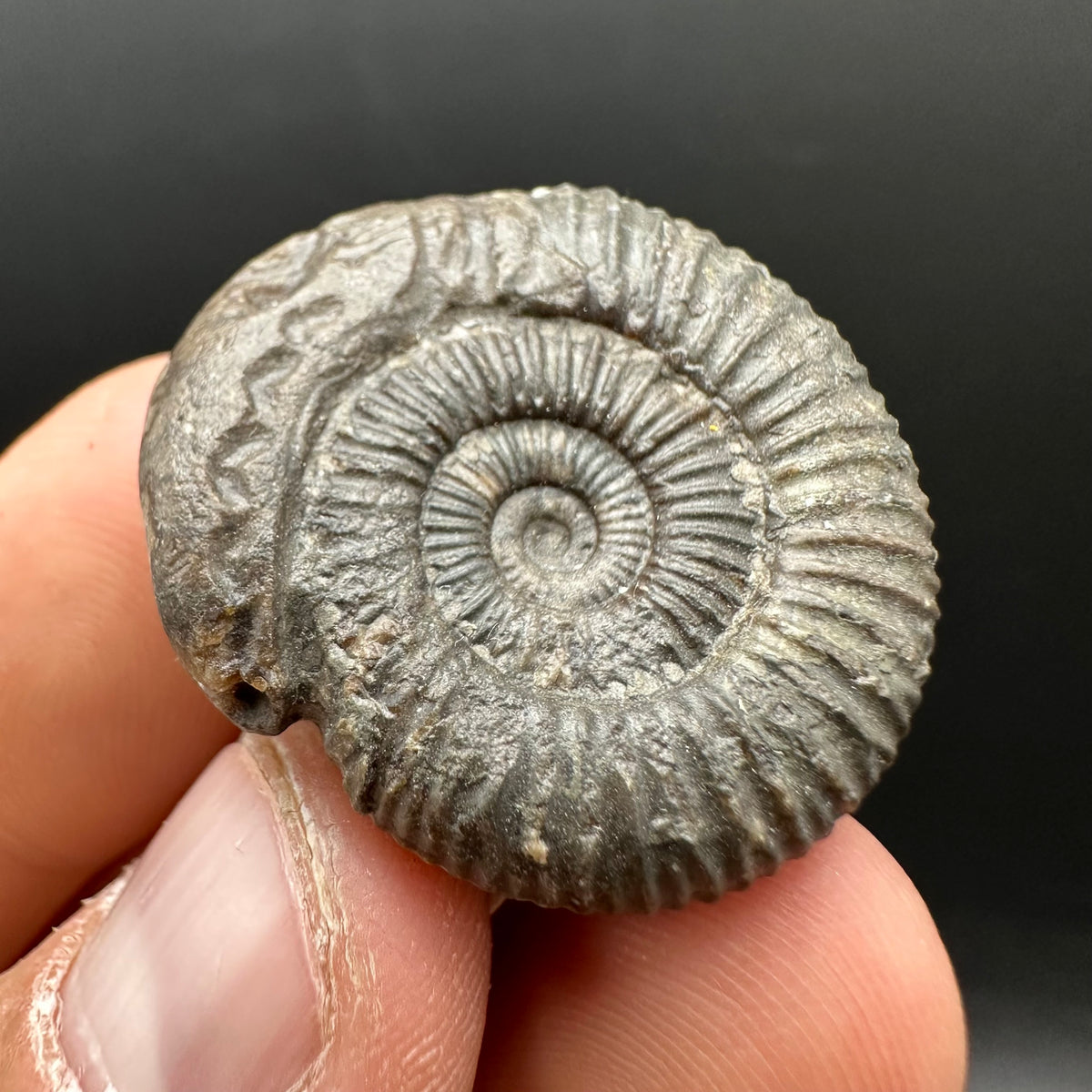 Snakestone Ammonite Fossil With Bag/Box And Stand - Whitby, North Yorkshire Jurassic Coast Yorkshire Fossils
