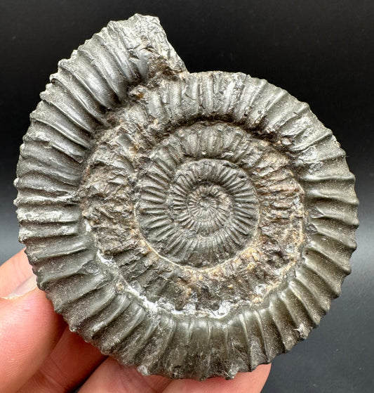 Peronoceras fibulatum Ammonite fossil with box and stand - Whitby, North Yorkshire Jurassic Coast Yorkshire Fossils