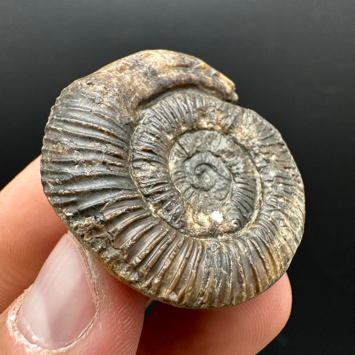 Snakestone Ammonite Fossil With Bag/Box And Stand - Whitby, North Yorkshire Jurassic Coast Yorkshire Fossils