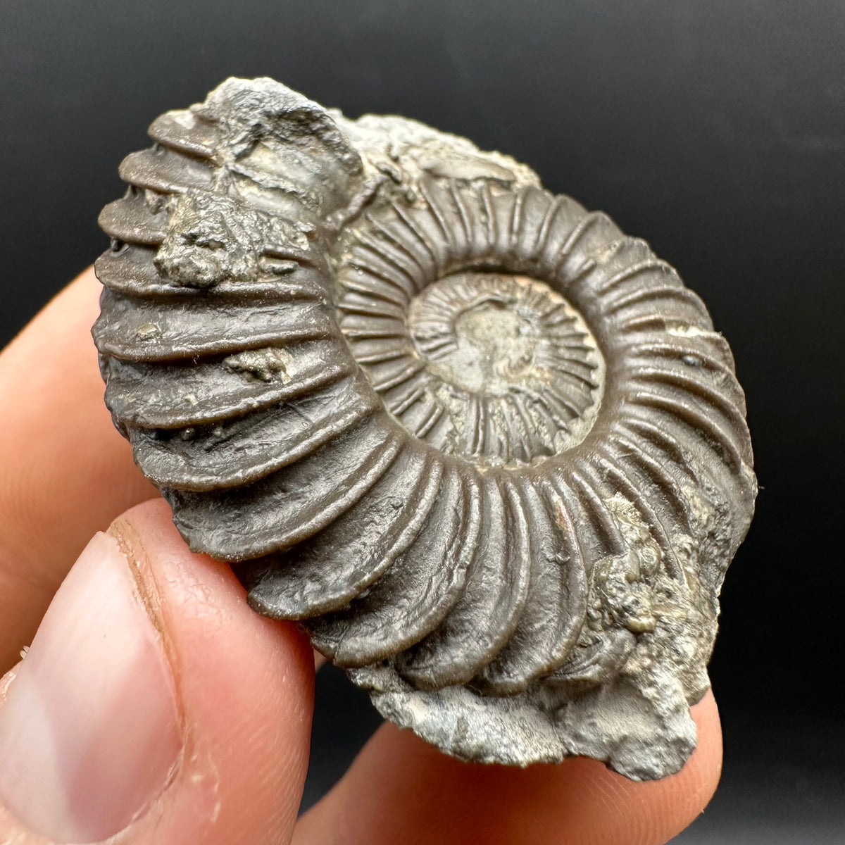 Schlothemia sp. ammonite fossil with box and stand - Whitby, North Yorkshire Jurassic Coast, Yorkshire fossils