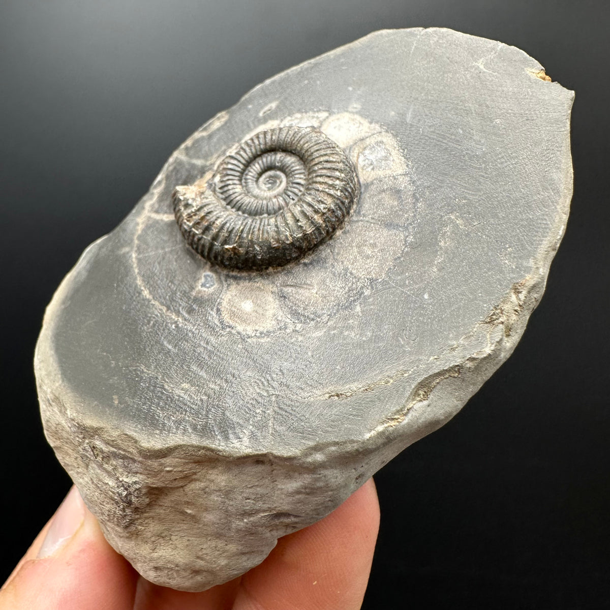 Dactylioceras Ammonite Fossil With box and Stand - Whitby, North Yorkshire Jurassic Coast Yorkshire Fossils