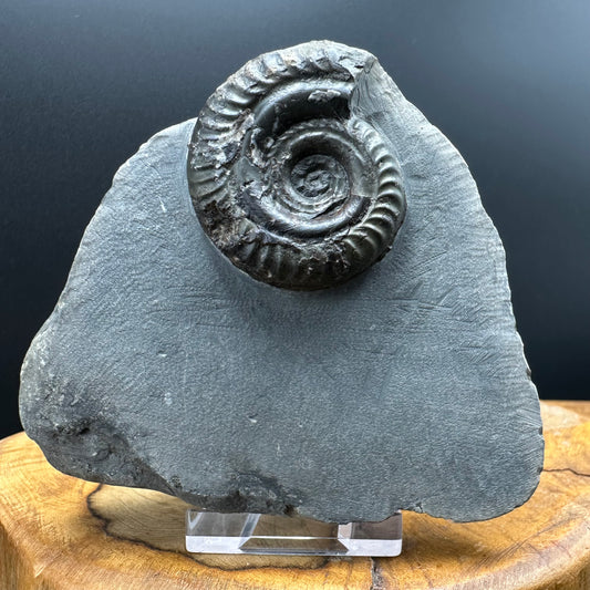 Hildoceras Bifrons Ammonite fossil with box and stand - Whitby, North Yorkshire Jurassic Coast, Yorkshire Fossils from the Jurassic Coast