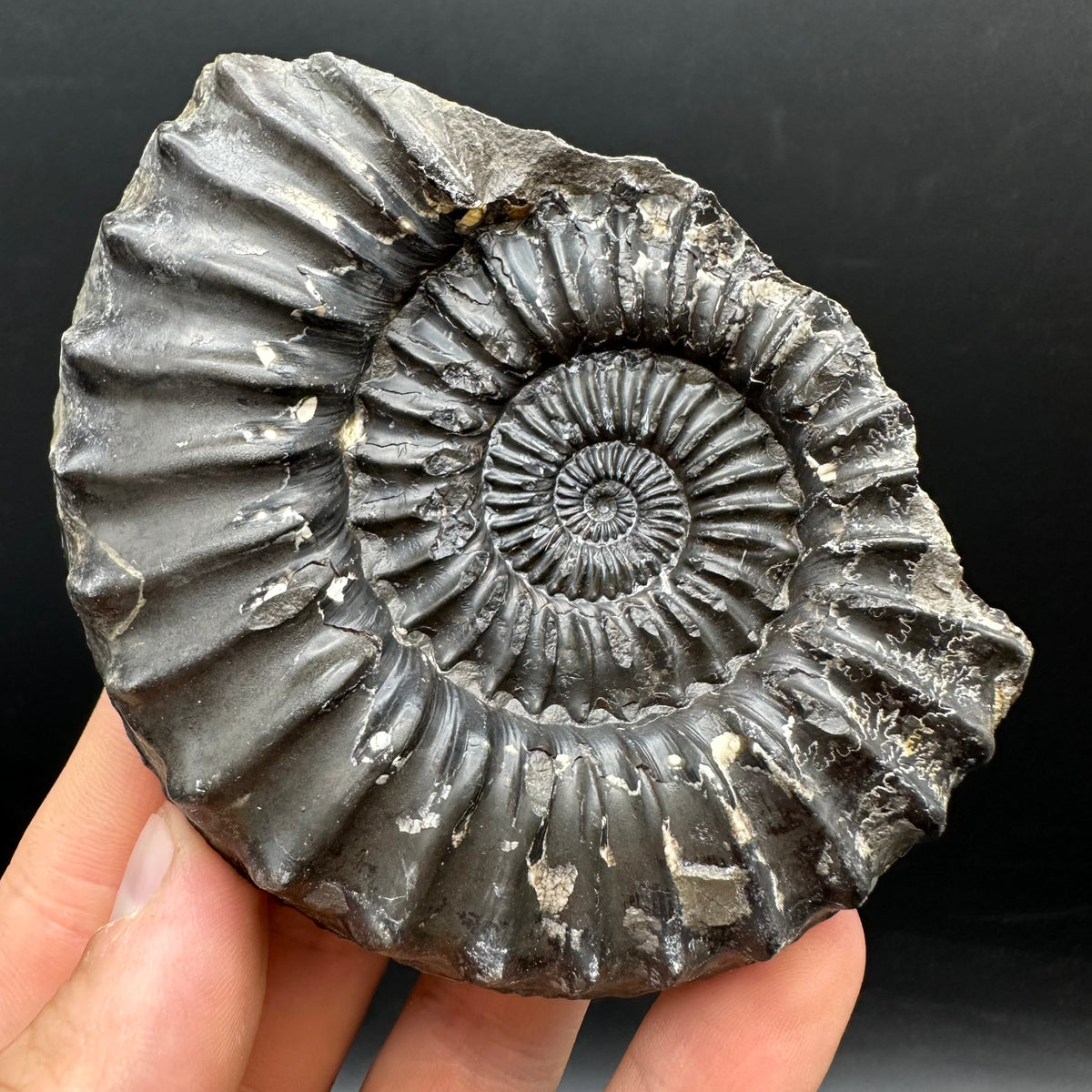 Pleuroceras hawskerense Ammonite fossil with box and stand - Whitby, North Yorkshire Jurassic Coast, Yorkshire fossils