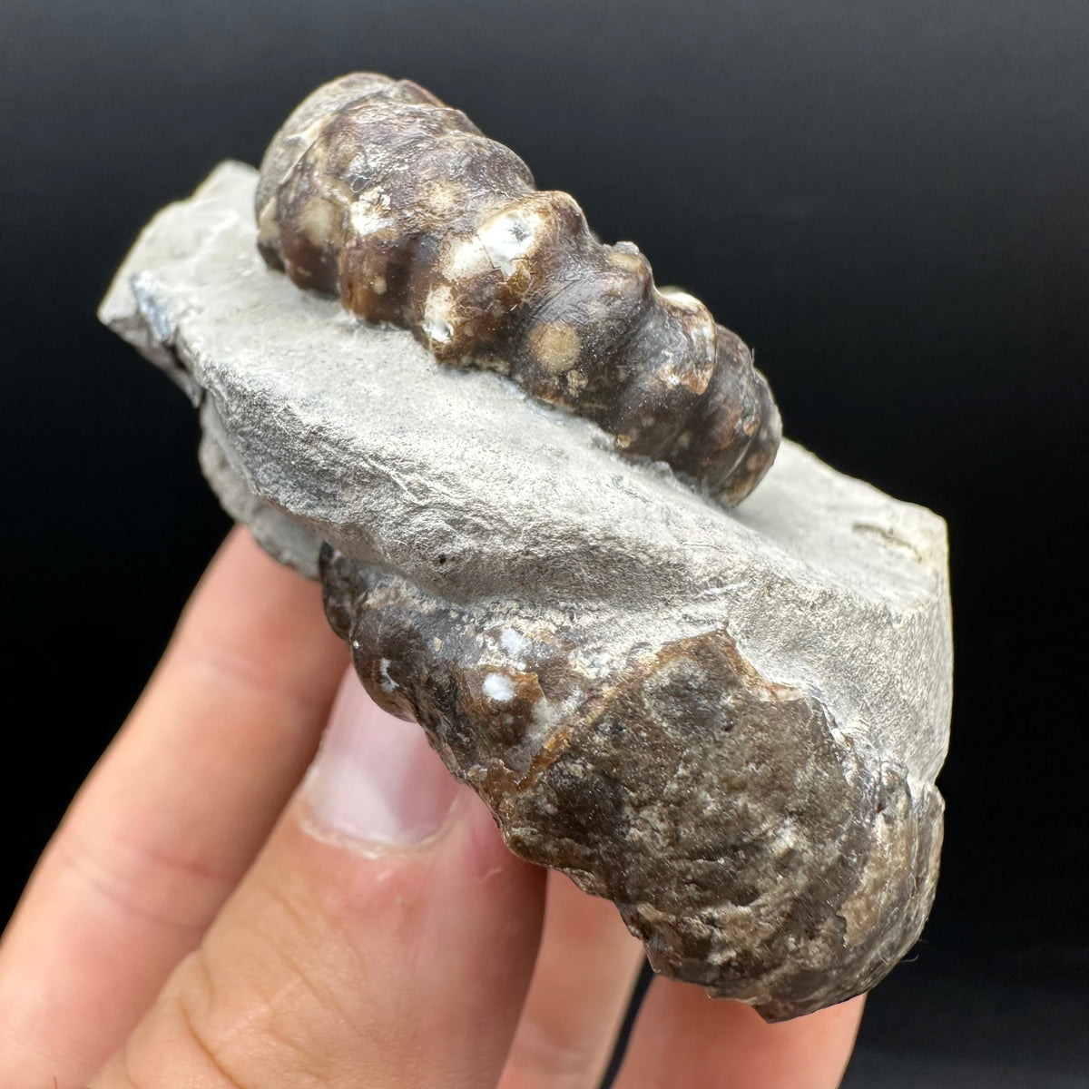 Androgynoceras maculatum ammonite fossil with box and stand - Whitby, North Yorkshire Jurassic Coast Yorkshire Fossils