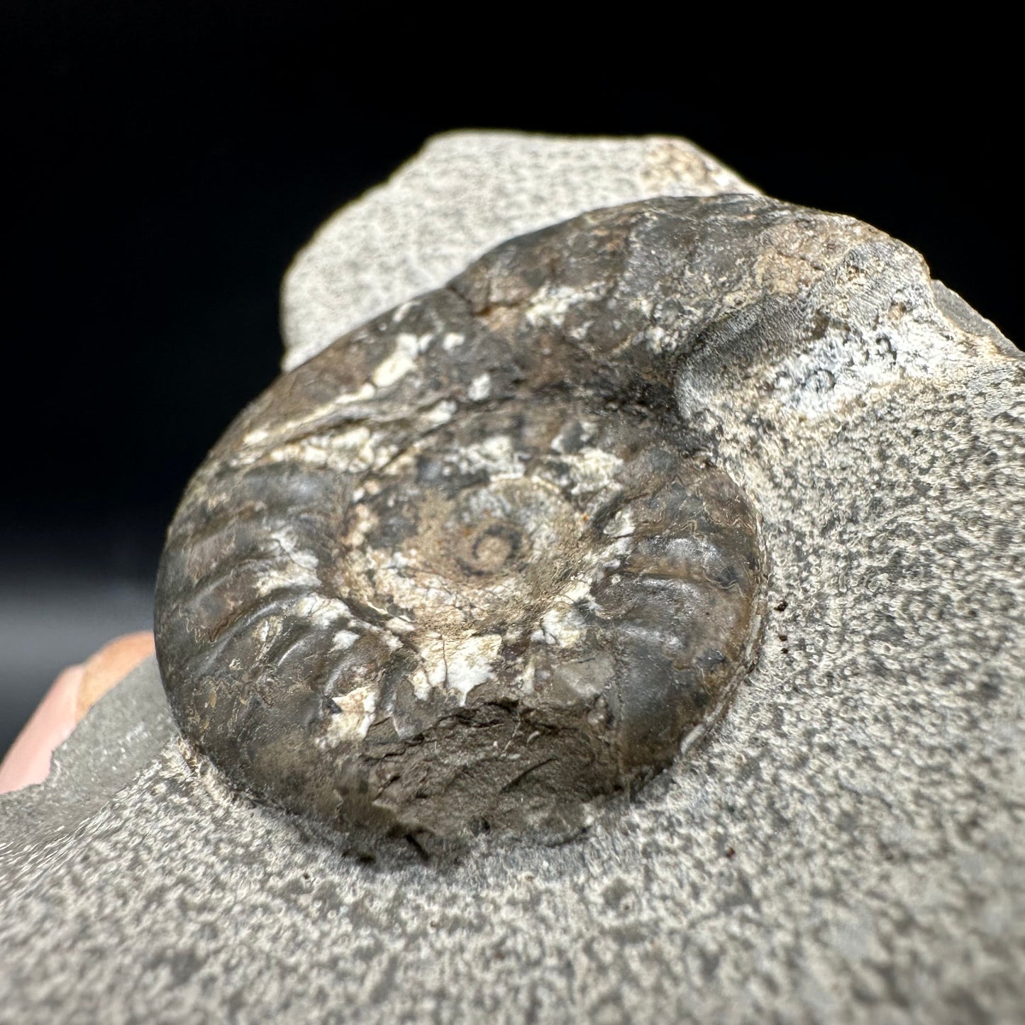 Grammoceras thoaurense Ammonite shell fossil with box and stand - Whitby, North Yorkshire, Yorkshire Fossils from the Jurassic Coast