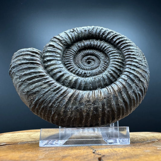 Dactylioceras Ammonite Fossil With box and Stand - Whitby, North Yorkshire Jurassic Coast Yorkshire Fossils
