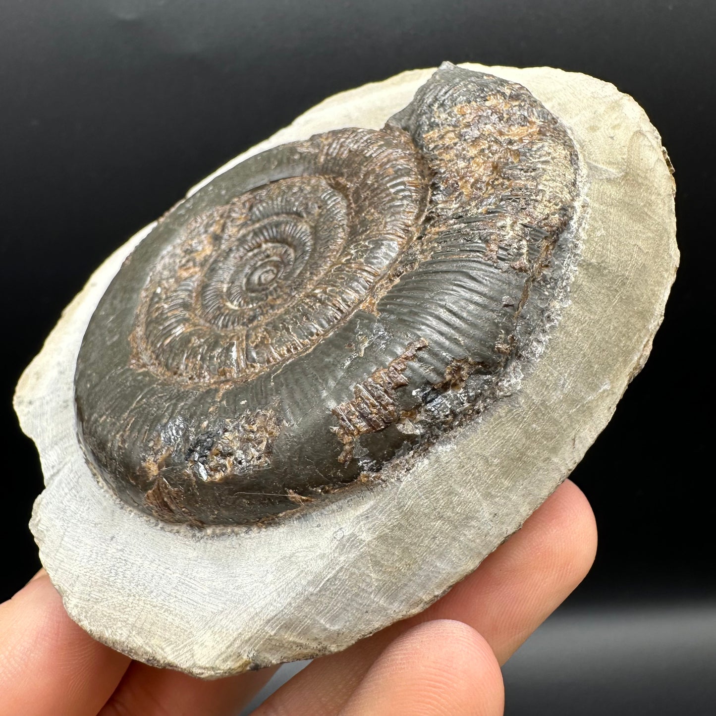 Dactylioceras tenuicostatum Ammonite fossil with box and stand - Whitby, North Yorkshire Jurassic Coast